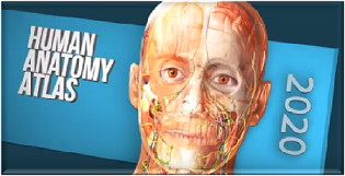 anatomy skeleton